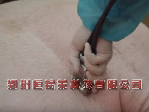 兽用b超检测母猪妊娠