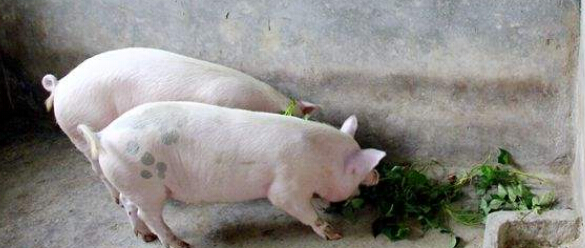 猪用B超机区别生喂与熟喂