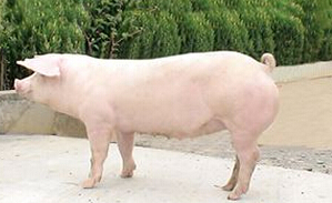 猪用B超机检测淘汰母猪