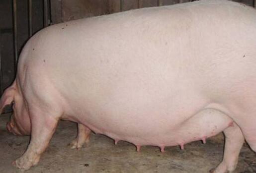 兽用B超机提高母猪繁殖率