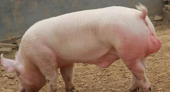 兽用B超机检测种公猪