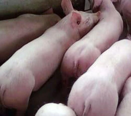 兽用B超机检测种母猪