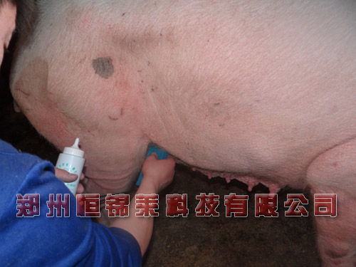 母猪测怀孕