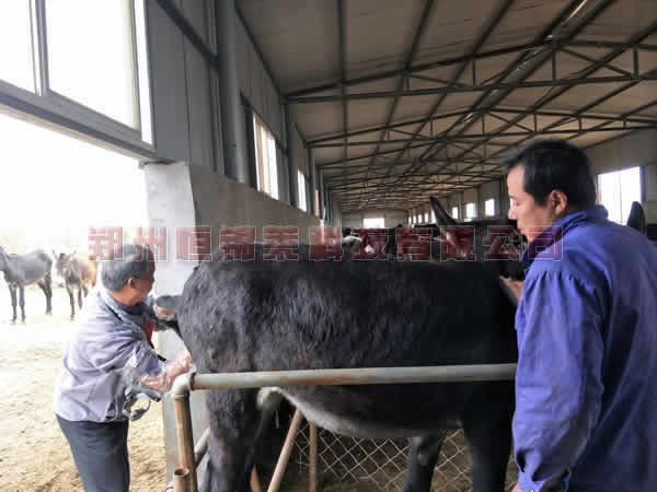 恒锦莱技术老师--洛阳驴场进行培训