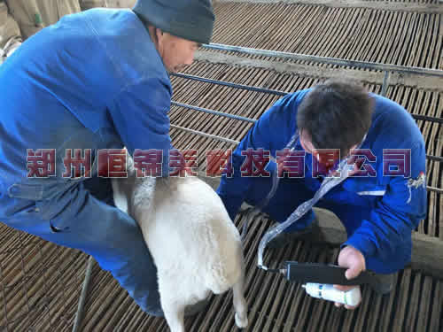 羊用B超技术人员到辉县市鑫垚农场进行技术指导