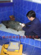 郑州动物园使用我公司进口兽用B超检测海豹