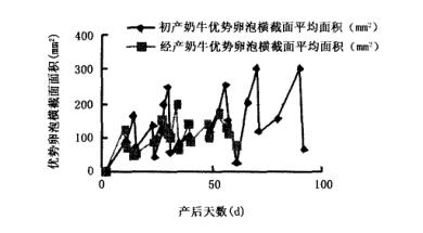 进口牛用B超观察记录奶牛产后卵泡变化图