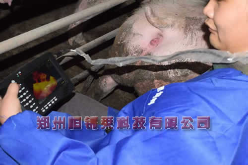 猪用B超测孕仪检测母猪