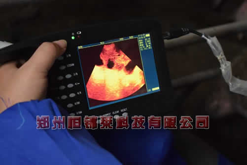猪用B超测孕仪检测仔猪背膘和眼肌