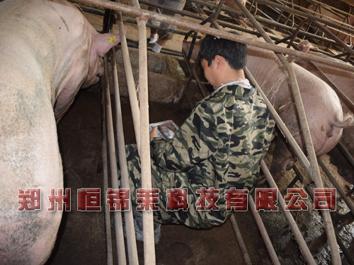 猪用b超测孕仪对母猪哺乳观察