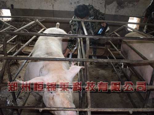 母猪B超测孕仪对母猪的繁殖行为观察