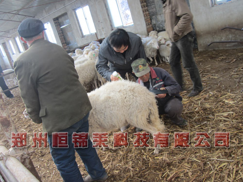 羊用B超机对临产母羊的检查