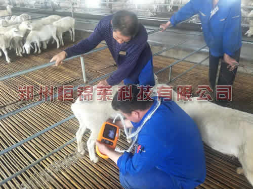 羊用B超机观察对母羊的护理