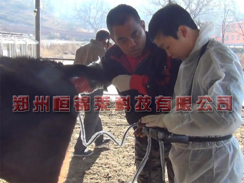 便携式牛用B超机检测肉牛