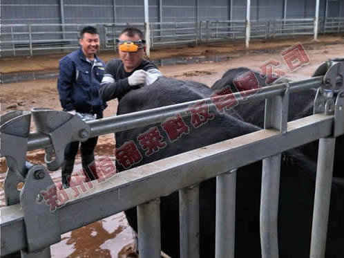 进口牛用B超观察肉牛育肥方法