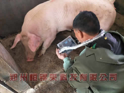 猪用B超测孕仪对母猪妊娠检测