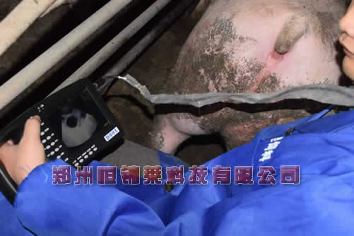 猪用b超测孕仪检测哺乳母猪