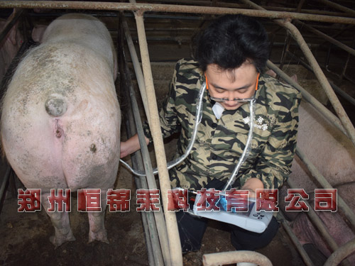 猪用b超测孕仪检测母猪