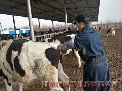 进口牛用B超检测母牛发情