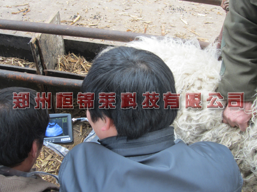 羊用B超机检测母羊妊娠