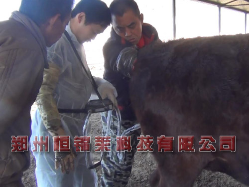 进口牛用B超检测母牛