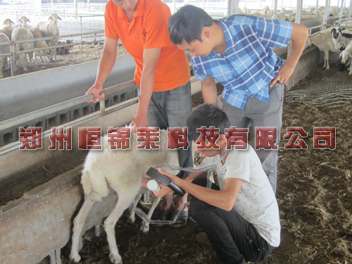 羊用B超机检测母羊发情特点