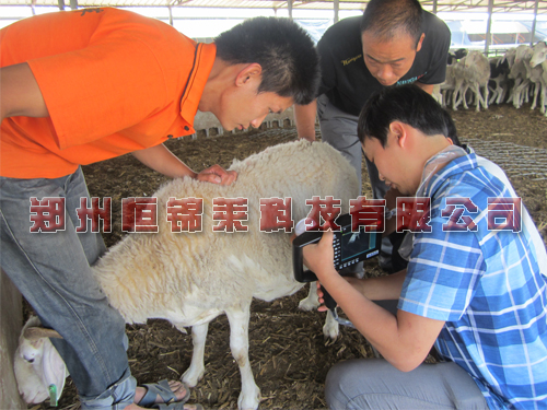 便携式羊用B超机检测母羊妊娠