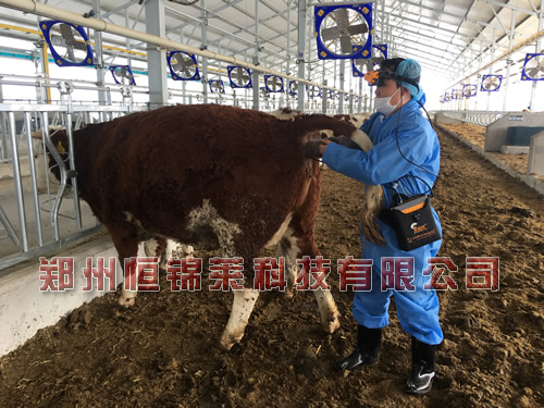 进口牛用B超检测肉牛妊娠
