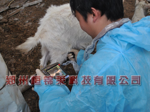 高清羊用B超机检测母羊繁殖力