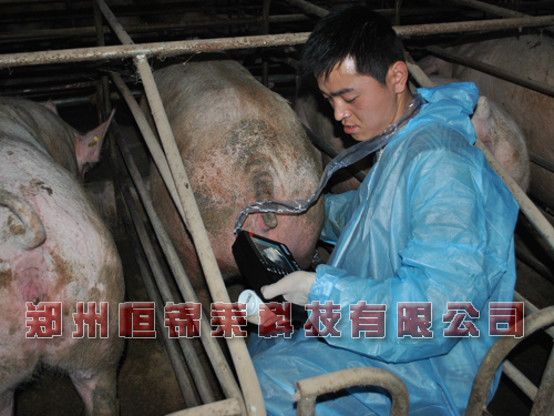 高清猪用B超机检测母猪妊娠机同期发情