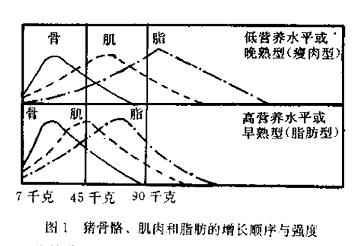 猪用b超测孕仪检测骨骼肌肉和脂肪的增长顺序与强度