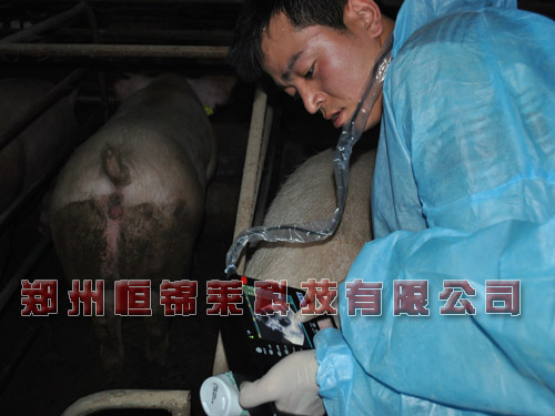 高清猪用b超测孕仪检测猪