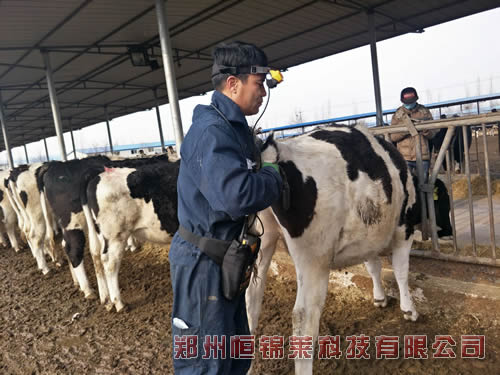 进口牛用B超对育种牛的检测
