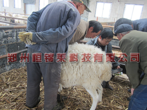 大屏羊用B超测孕仪对妊娠母羊的管理