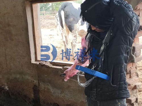 高清牛用B超测孕仪厂家培训