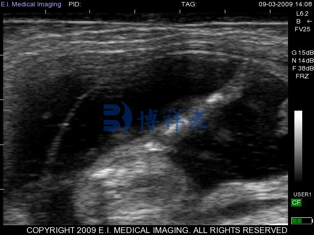 牛用B超机检测小母牛