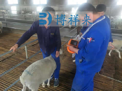 羊用B超机检测肉山羊选种
