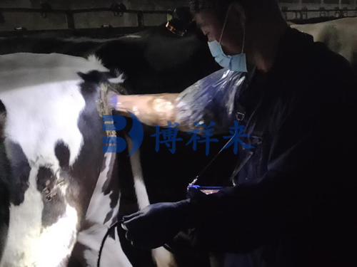 牛用B超机培训案例
