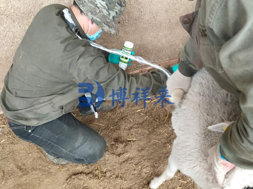 羊用B超机测羊怀孕的方法
