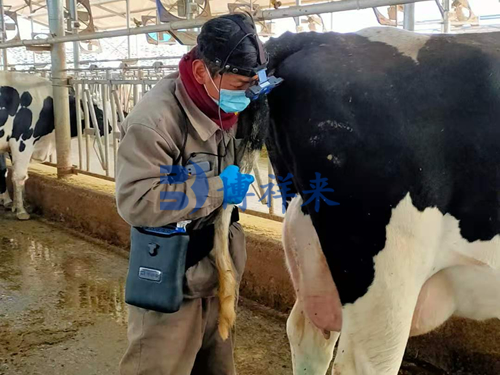 牛用B超测孕仪视频眼镜