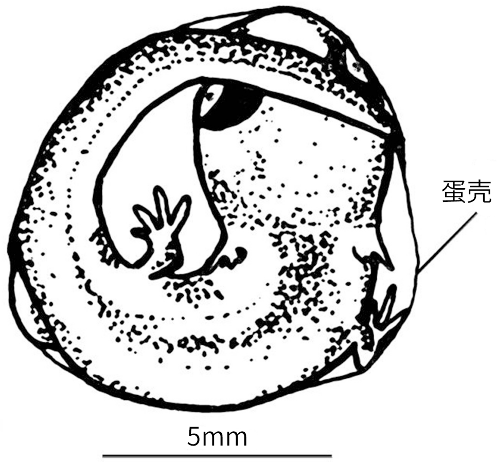 火蝾螈幼体