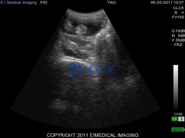 母羊孕检超声图像