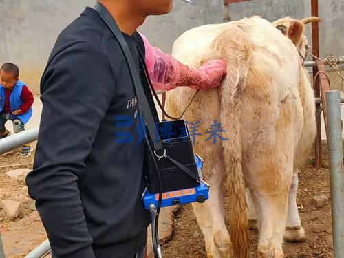 平顶山客户学习牛用B超仪使用方法