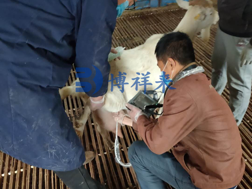 兽用B超机凸阵探头检测母羊怀孕