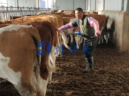 牛用B超机检测犊牛脐带