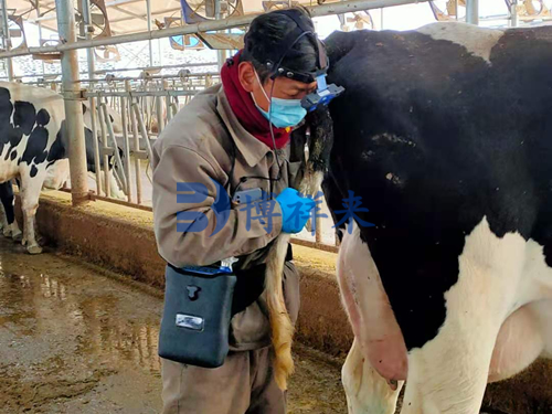 兽用B超机检测奶牛