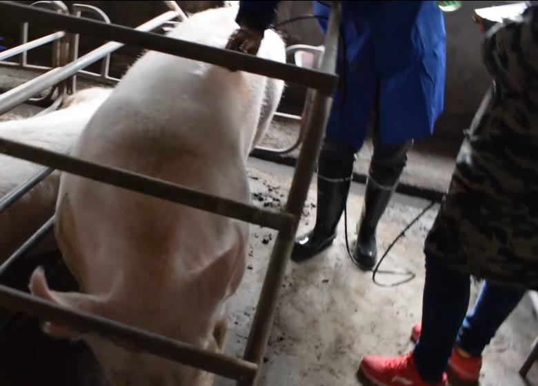 猪用B超机检测背膘厚度