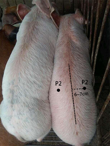 猪用B超机背膘检测位置