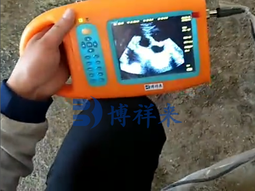 兽用B超仪检测母猪妊娠