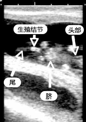 牛用B超机检测小牛公母